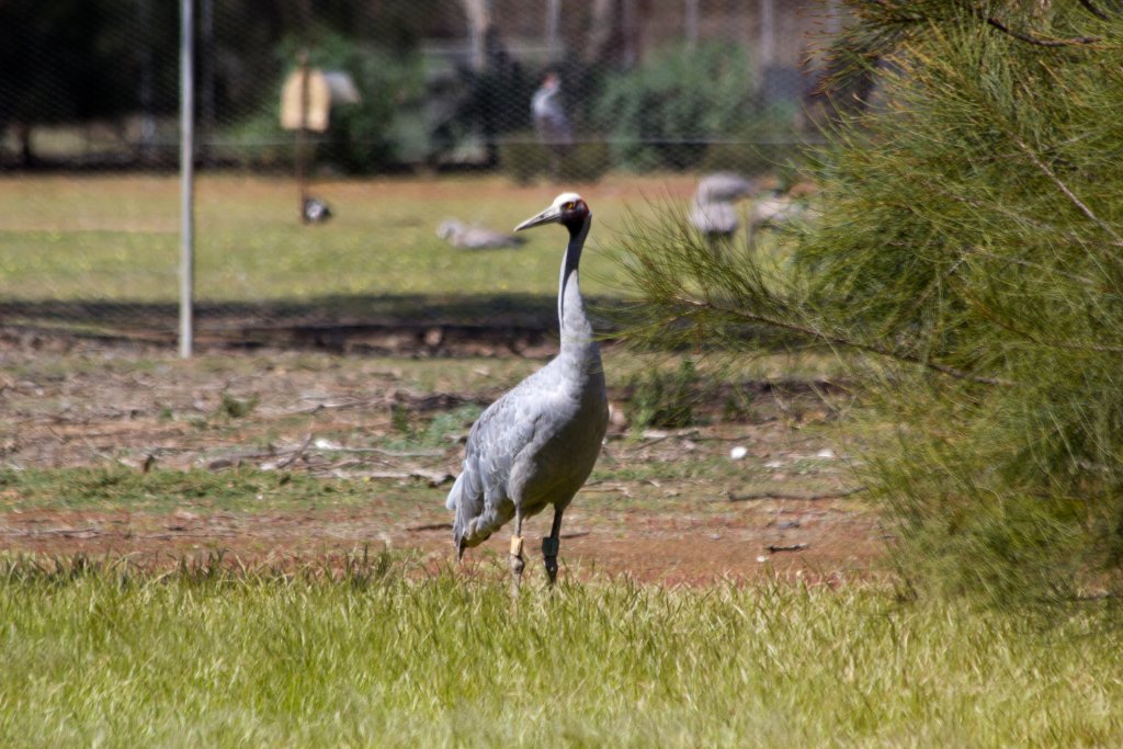 Brolga