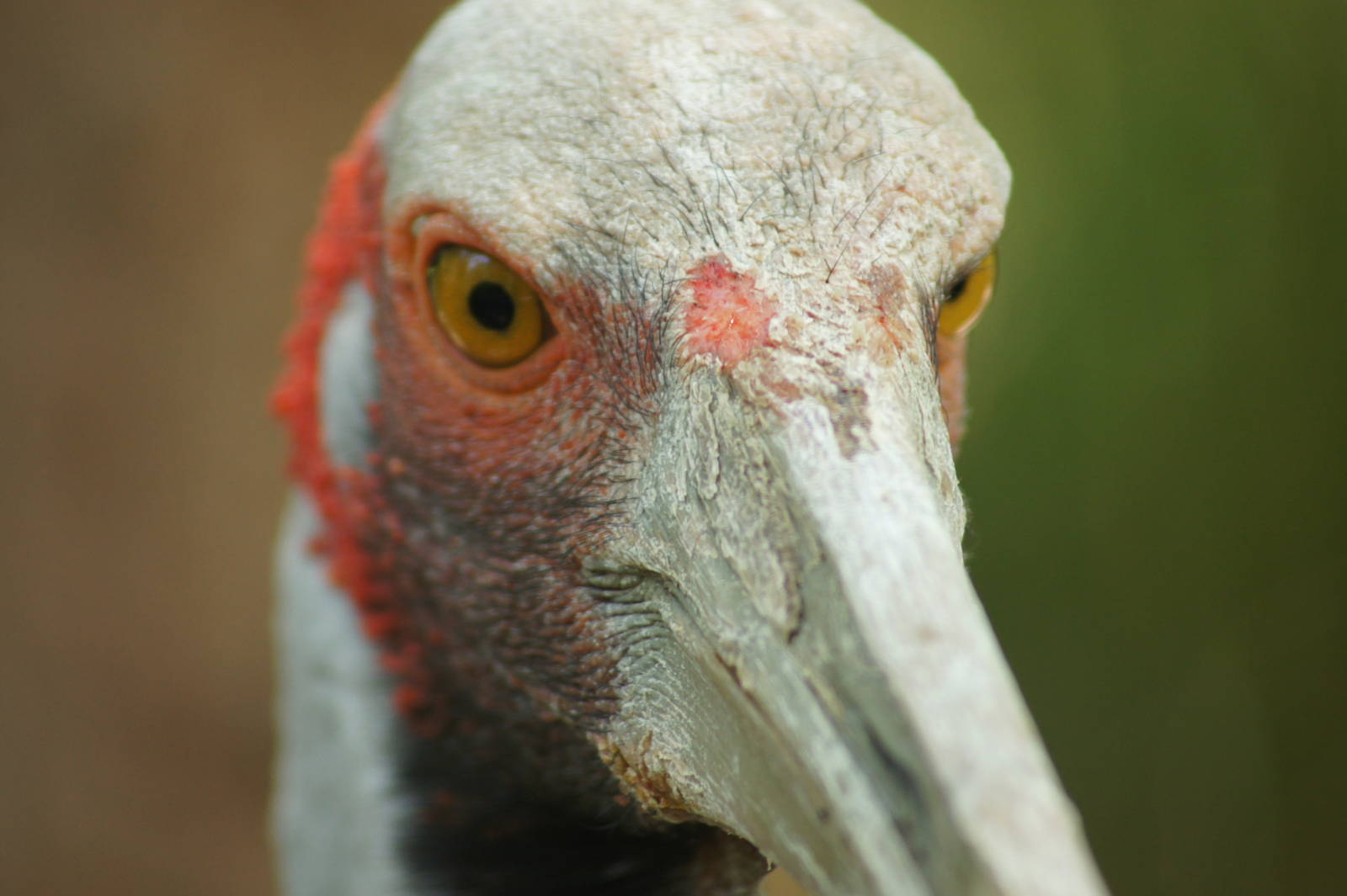 Brolga