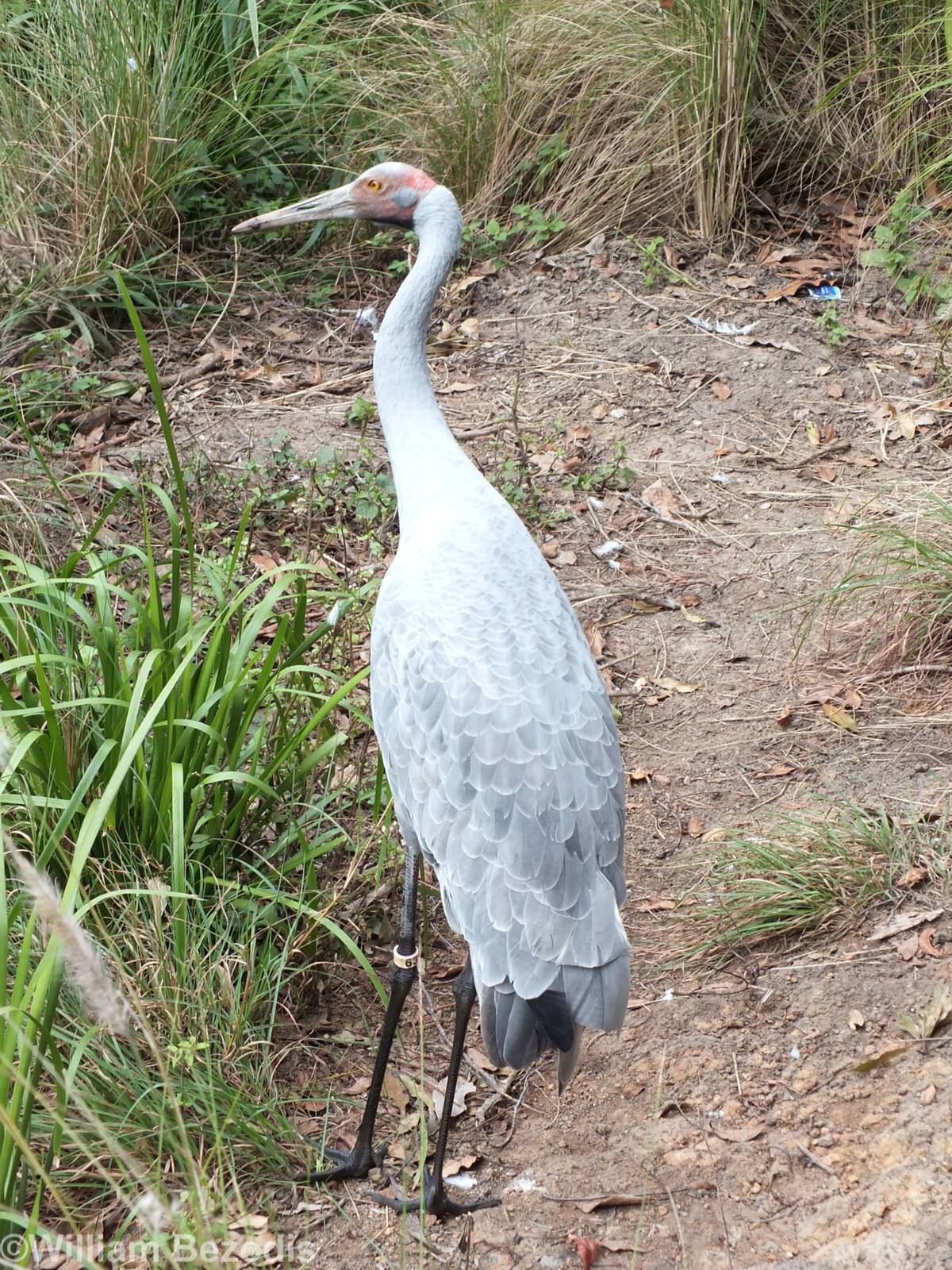 Brolga
