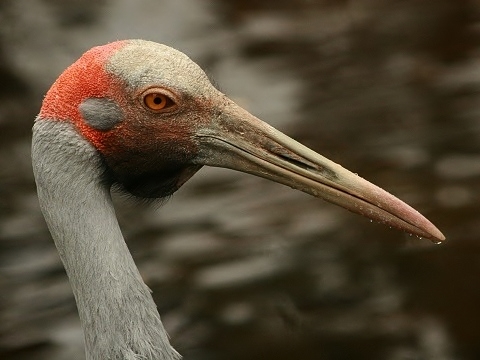 Brolga