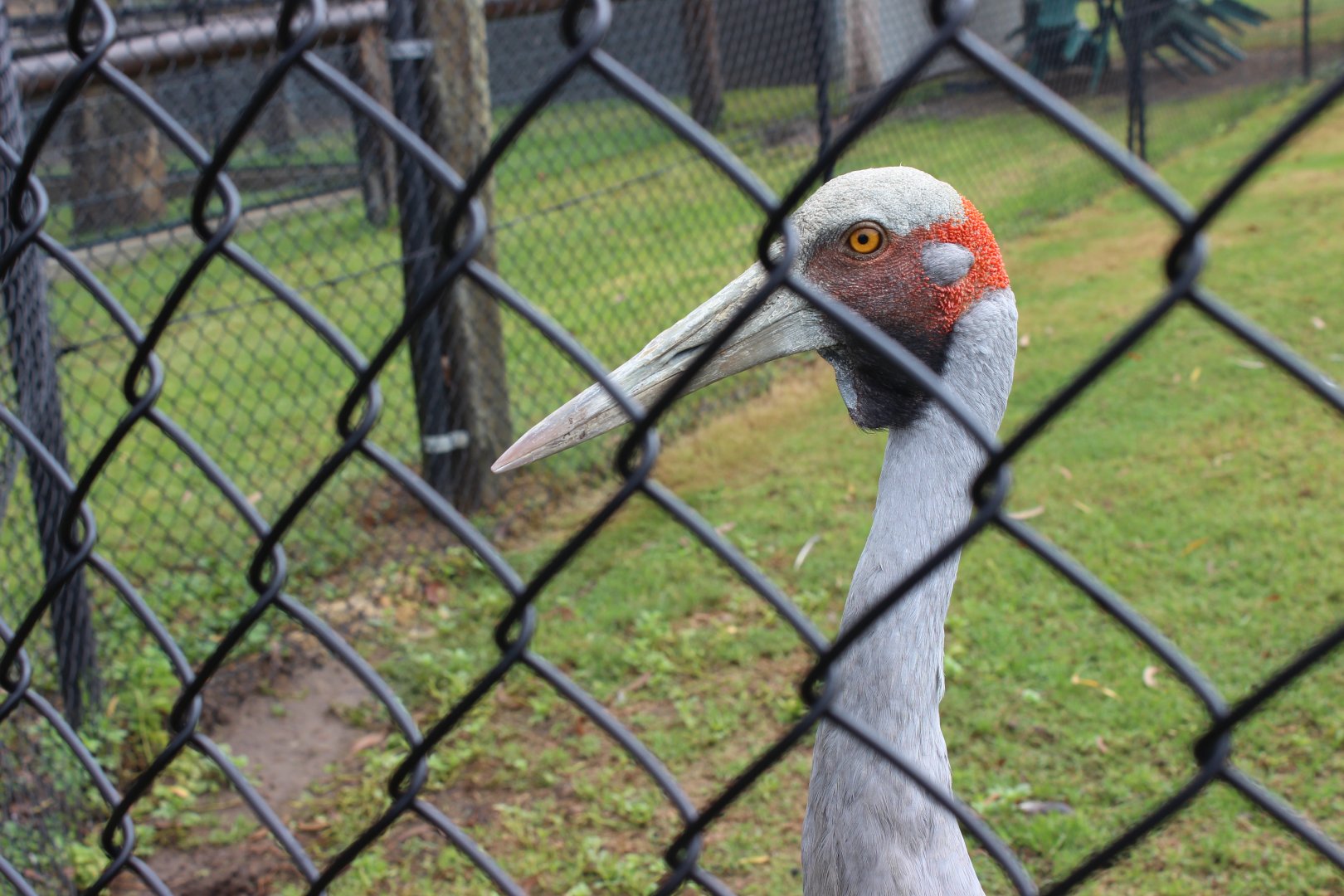 Brolga