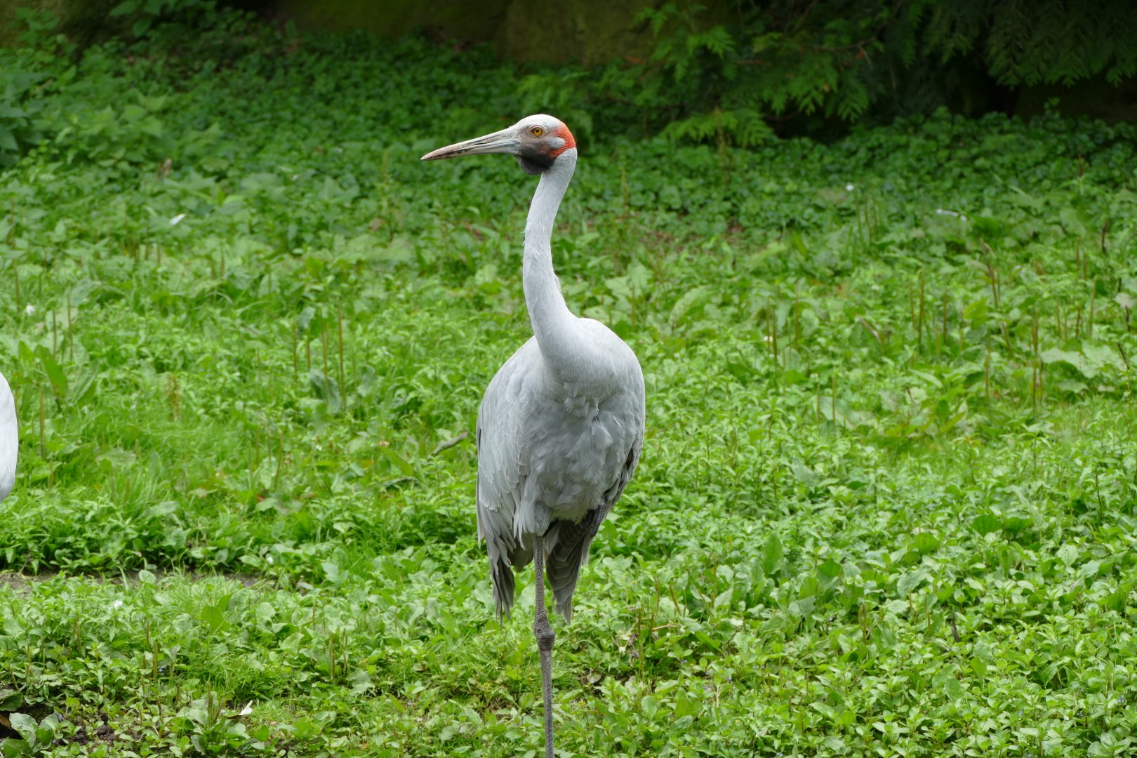 Brolga