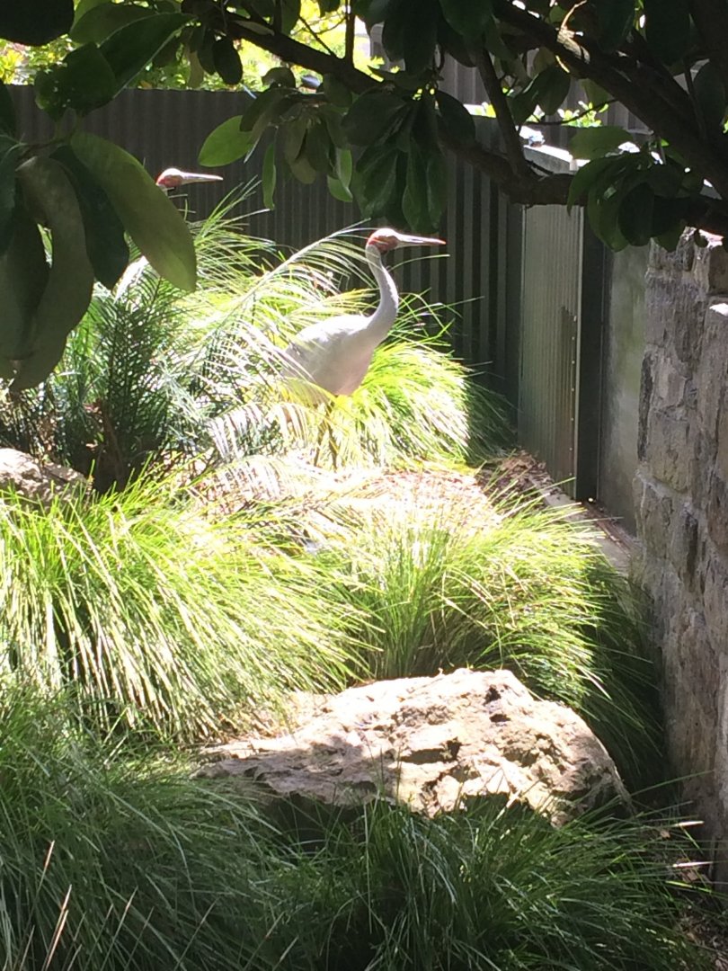 Brolga