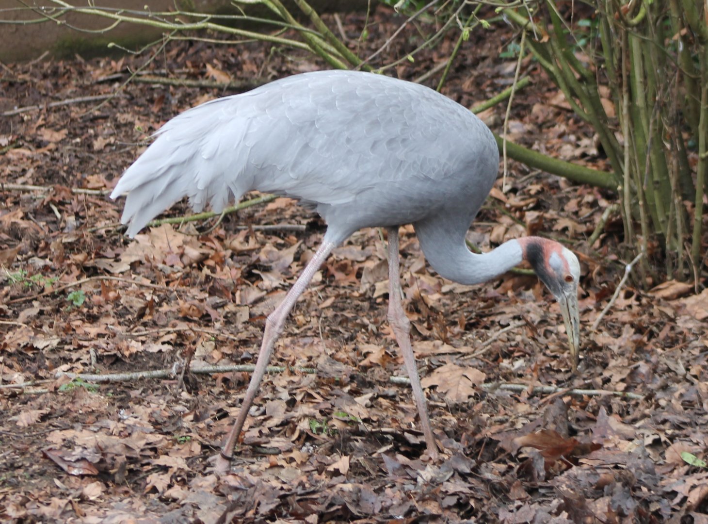 Brolga