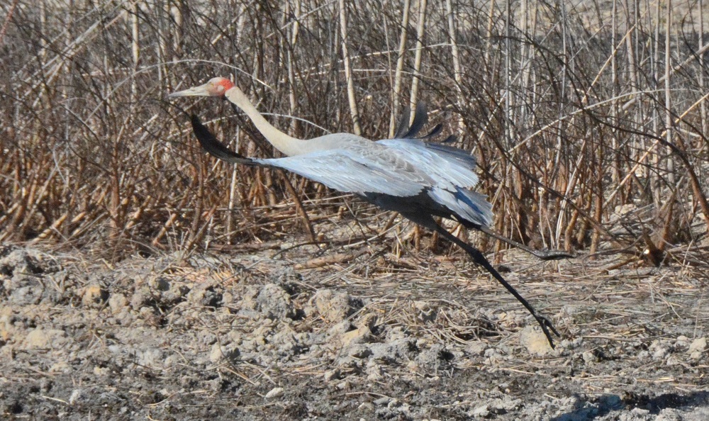 Brolga