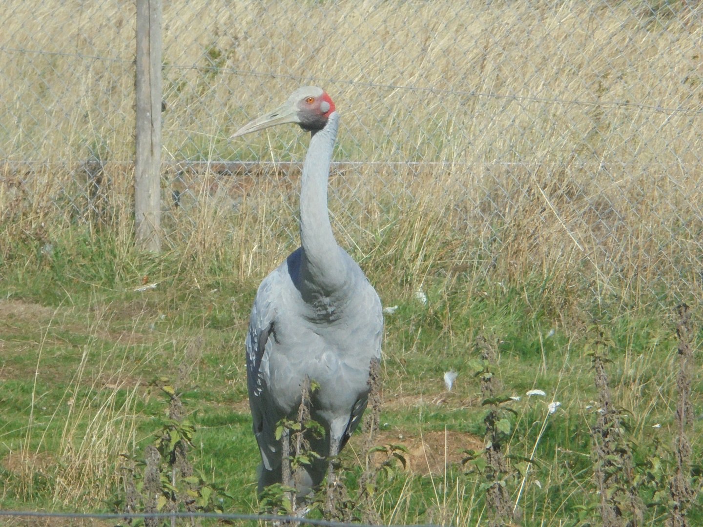 Brolga(?)
