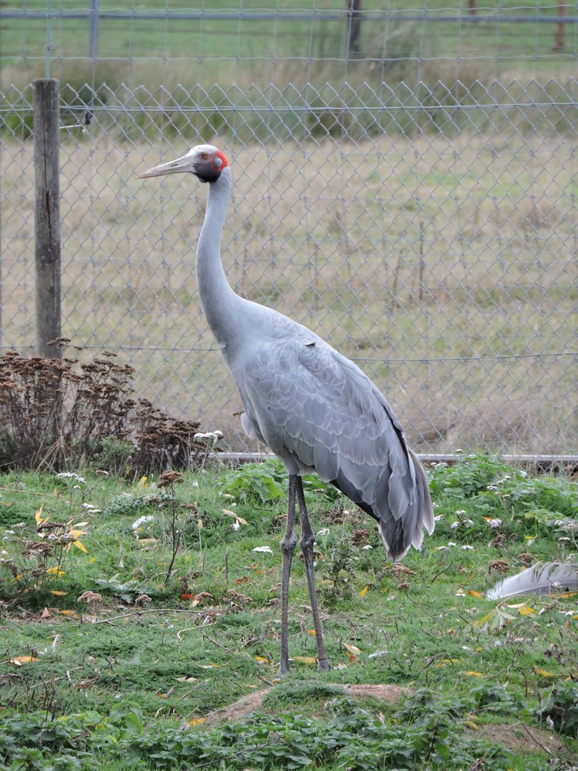 Brolga