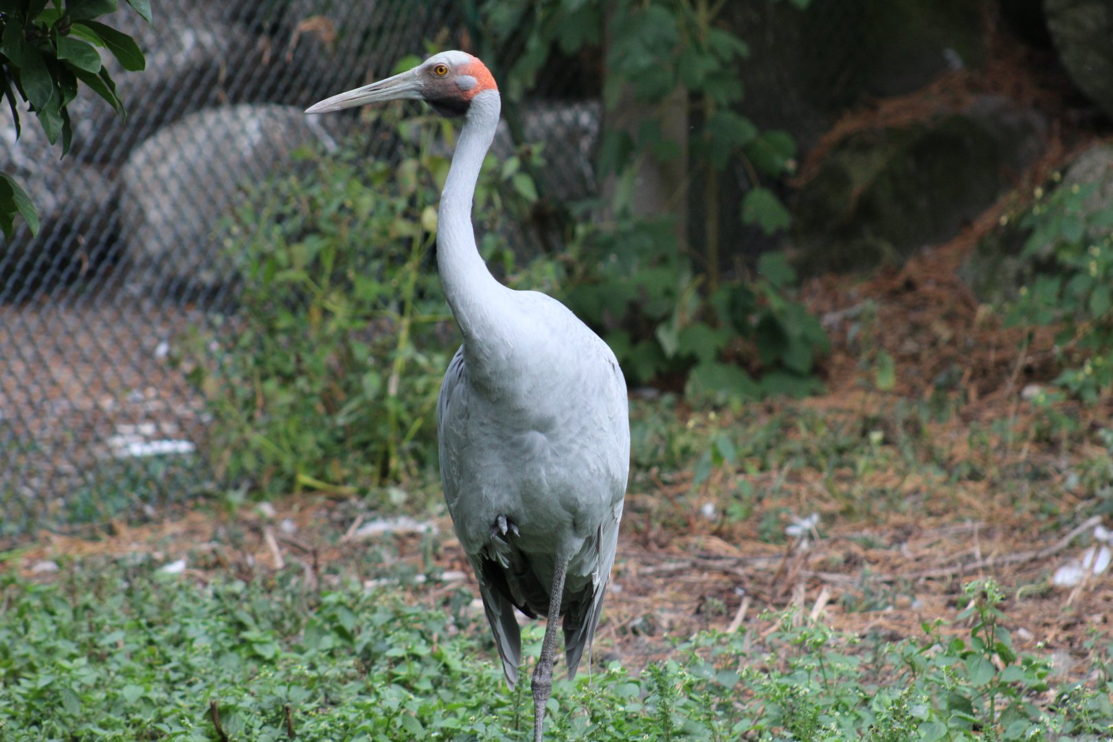 Brolga