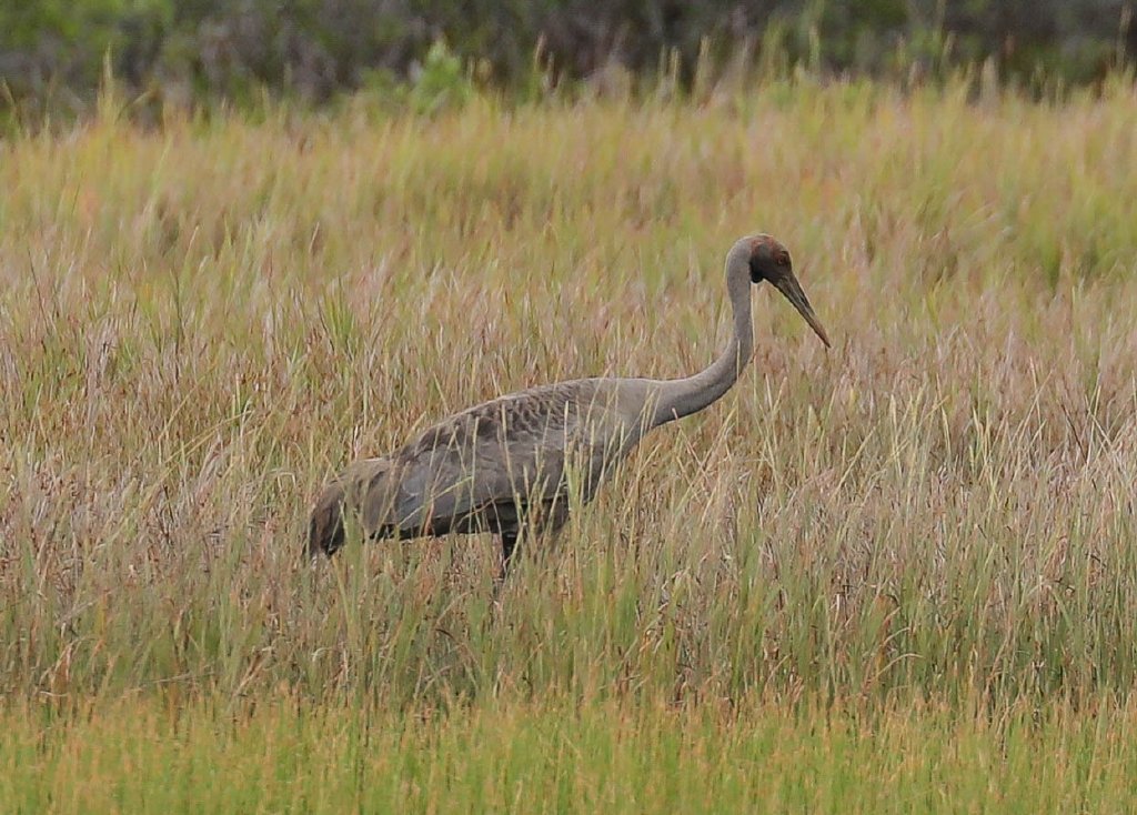 Brolga