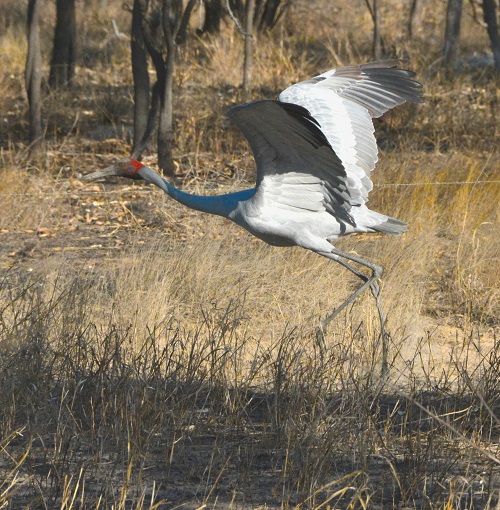 Brolga