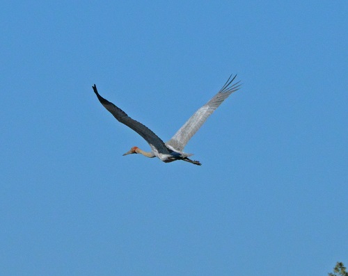 Brolga