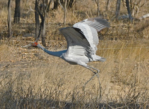 Brolga