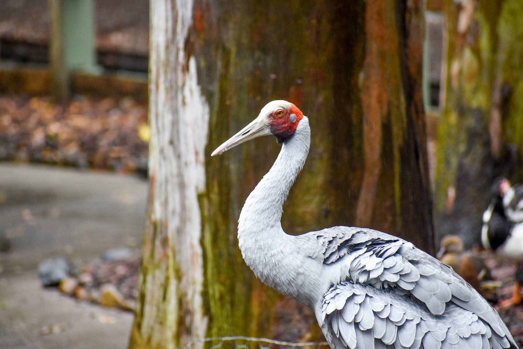 Brolga