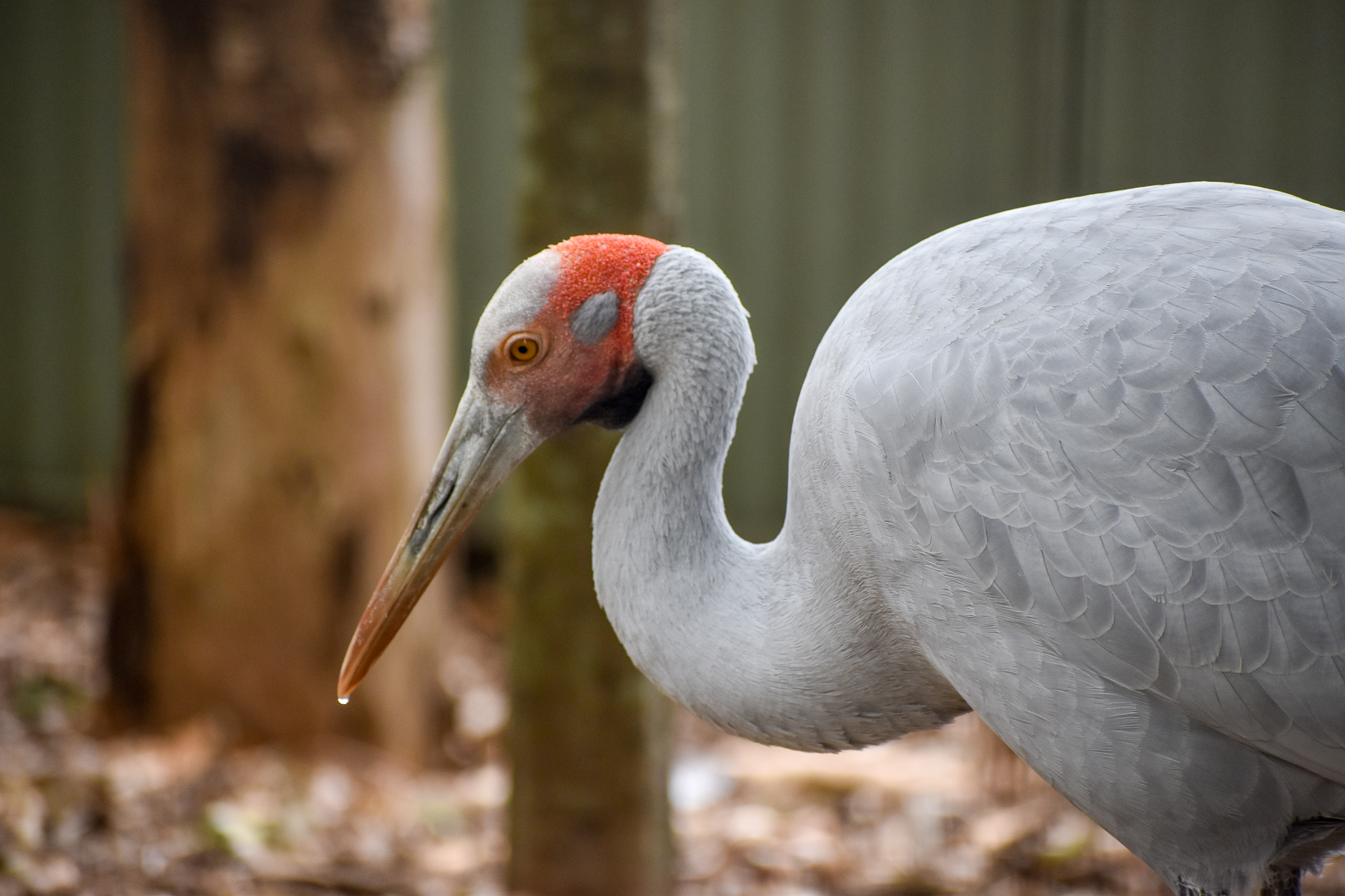 Brolga