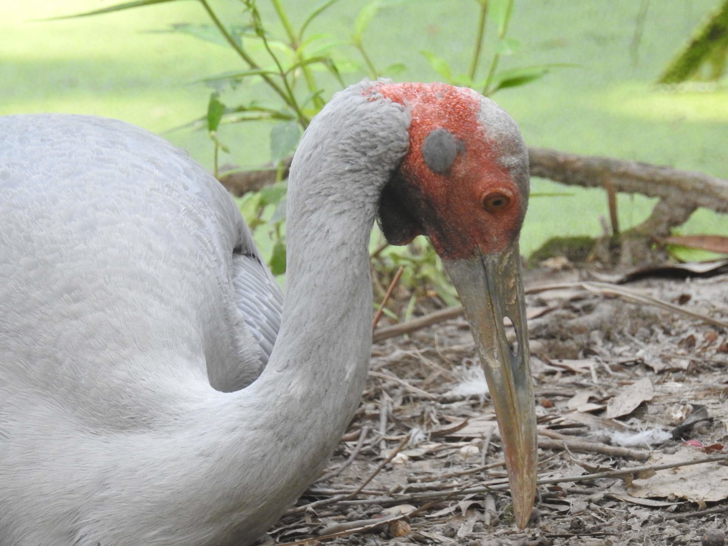 Brolga