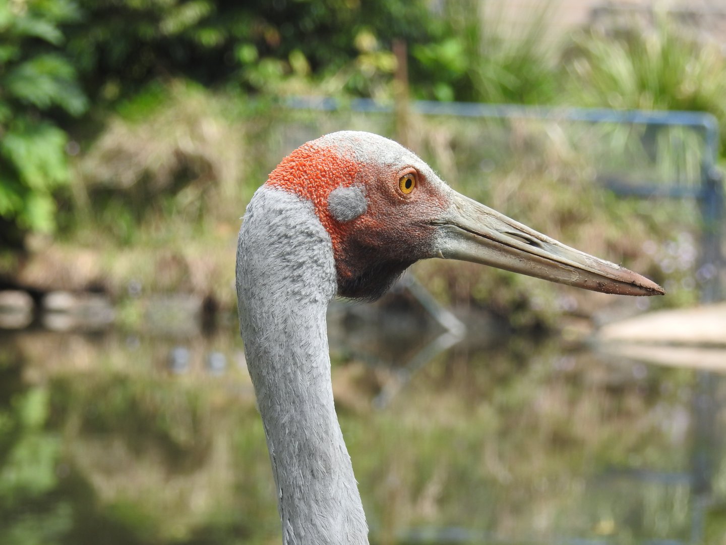 Brolga