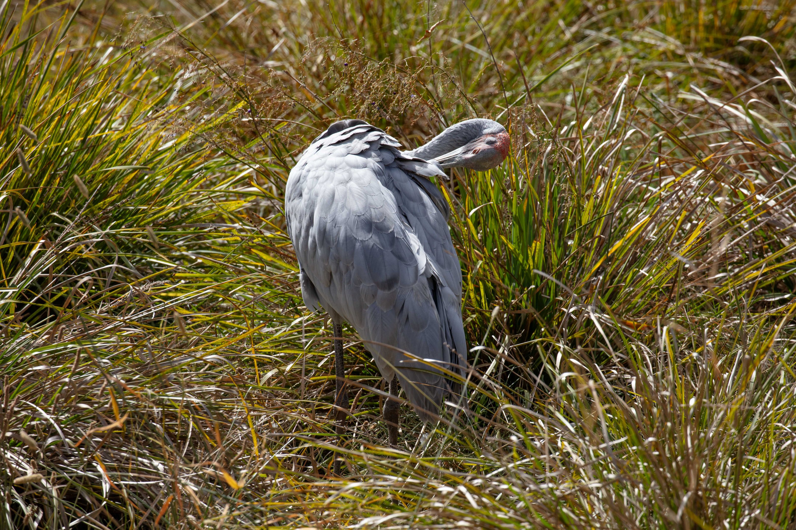 Brolga