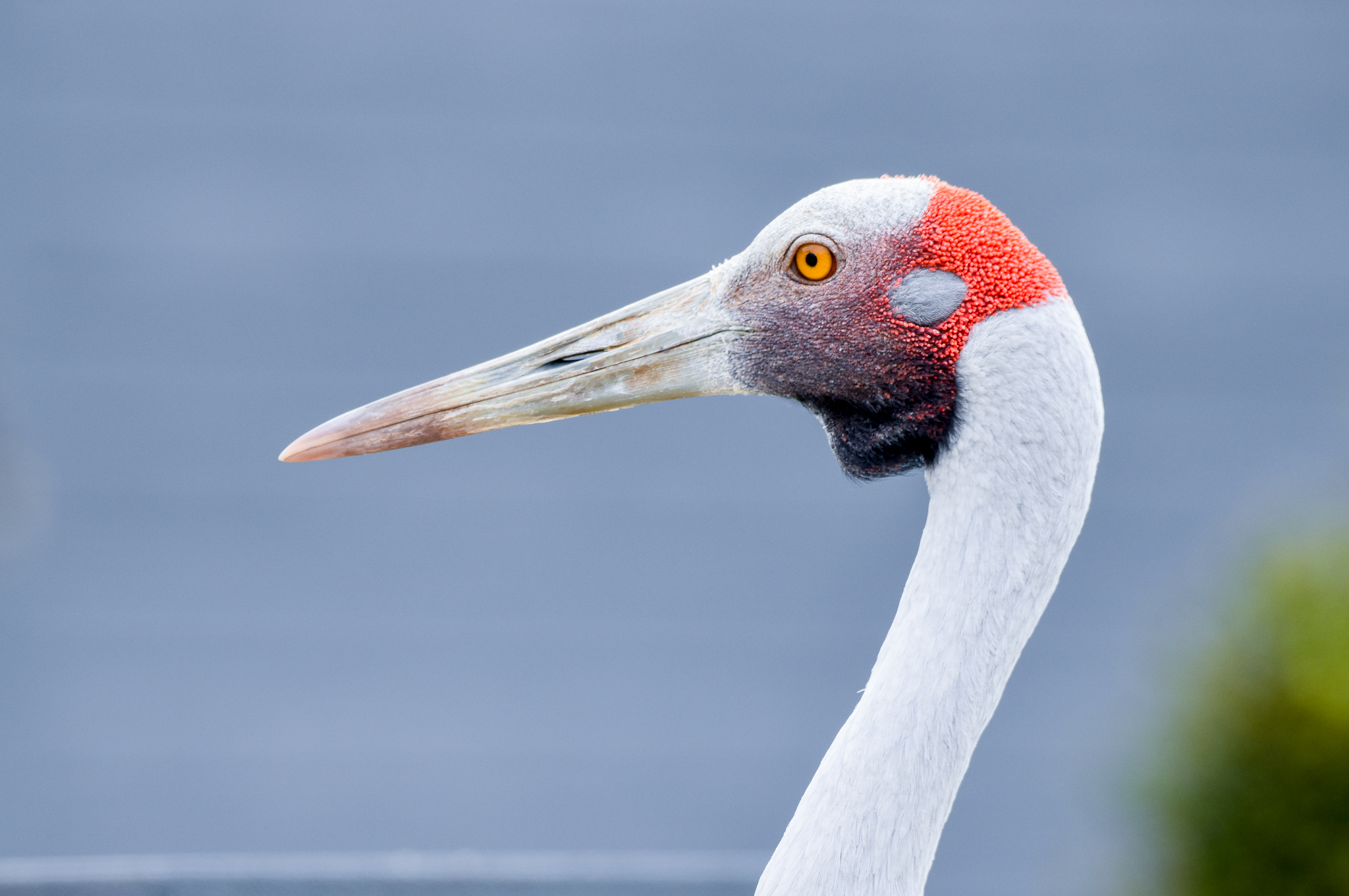 Brolga