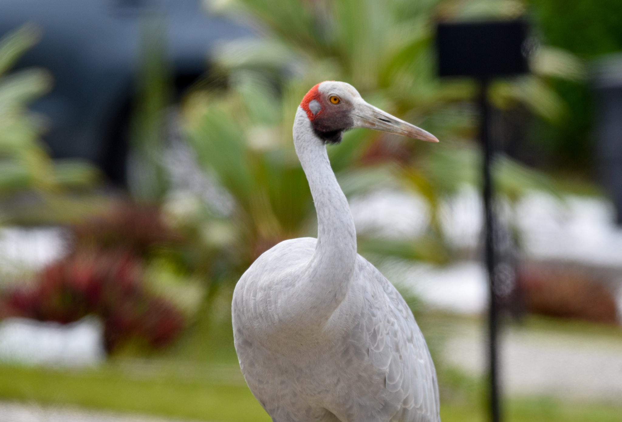 Brolga
