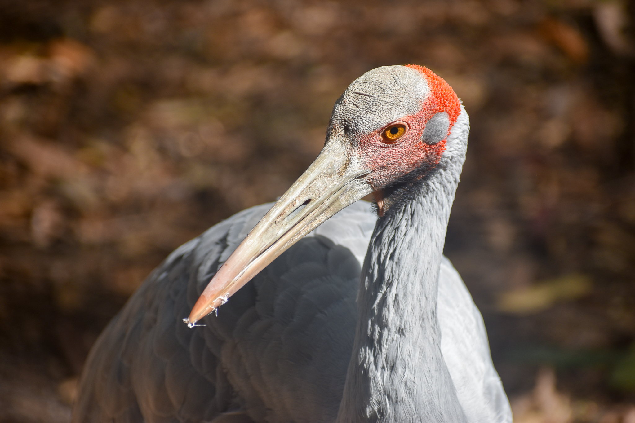 Brolga