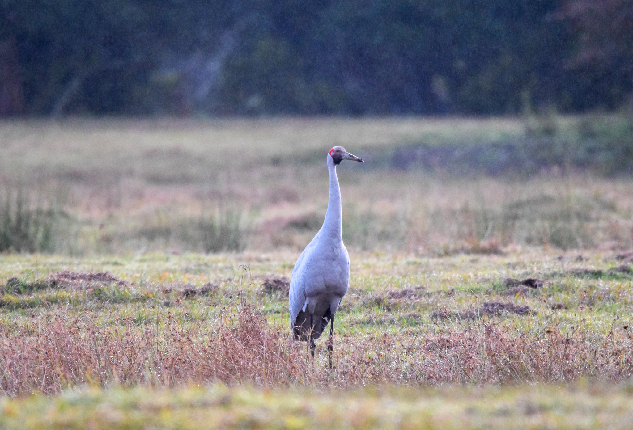 Brolga