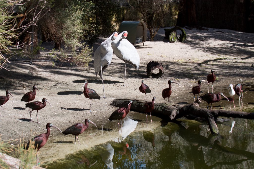 Brolgas and Glossy Inis