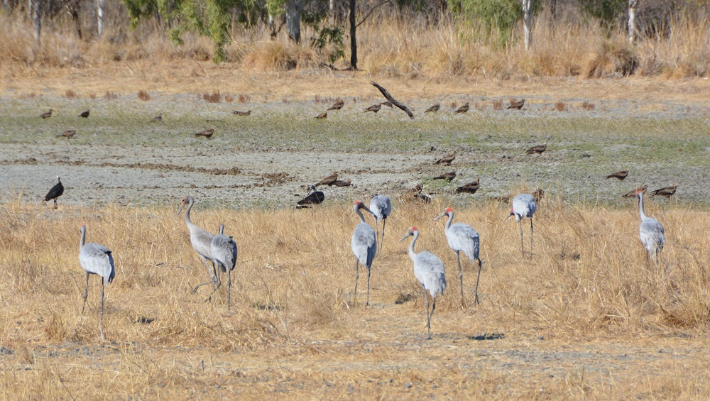 Brolgas & black kites