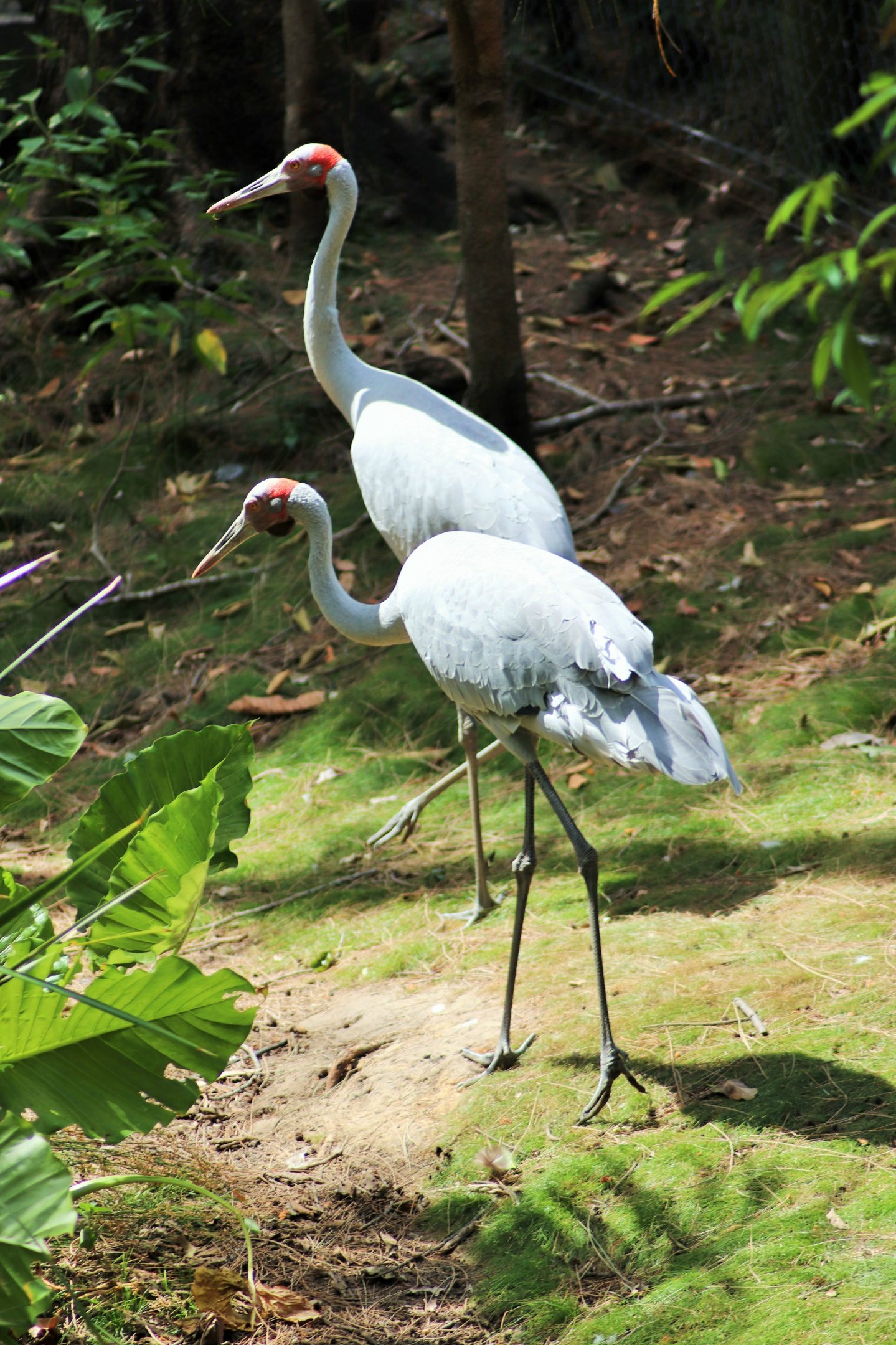 Brolgas (Grus rubicunda)