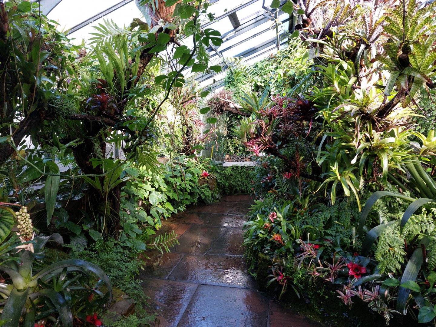Bromeliad and orchid greenhouse