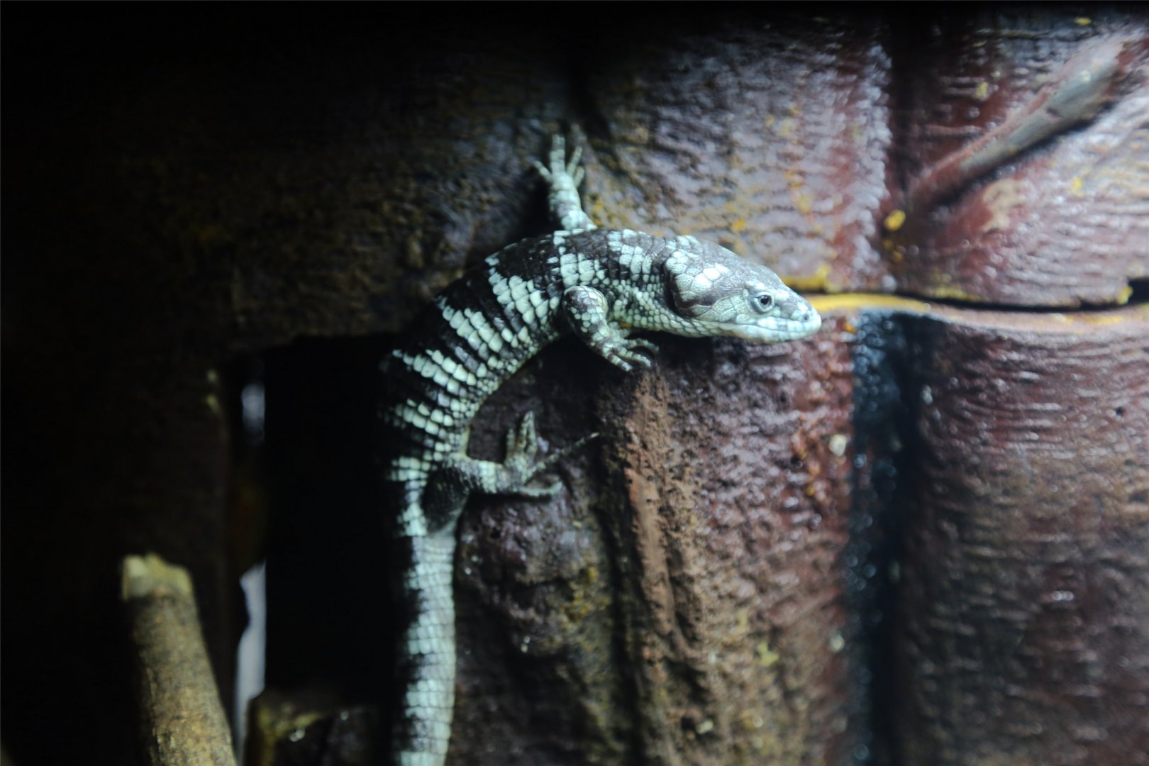 Bromeliad Arboreal Alligator Lizard (Abronia taeniata)