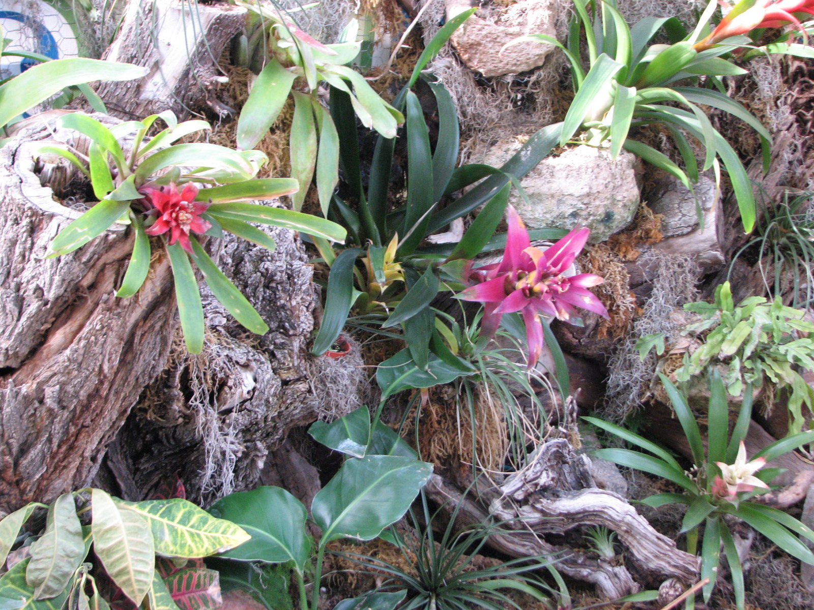 Bromeliad Display near Jaguar