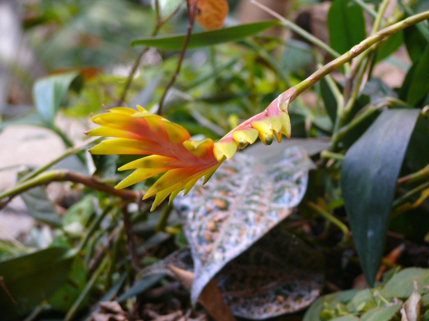 Bromeliad flower - reopening 31-08-2020