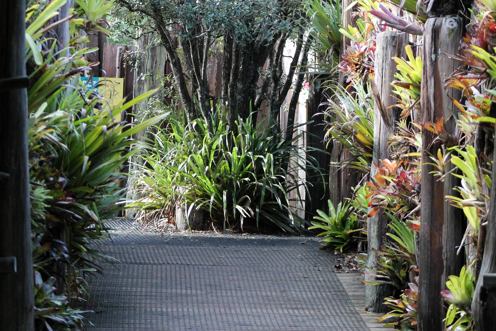 bromeliad walk