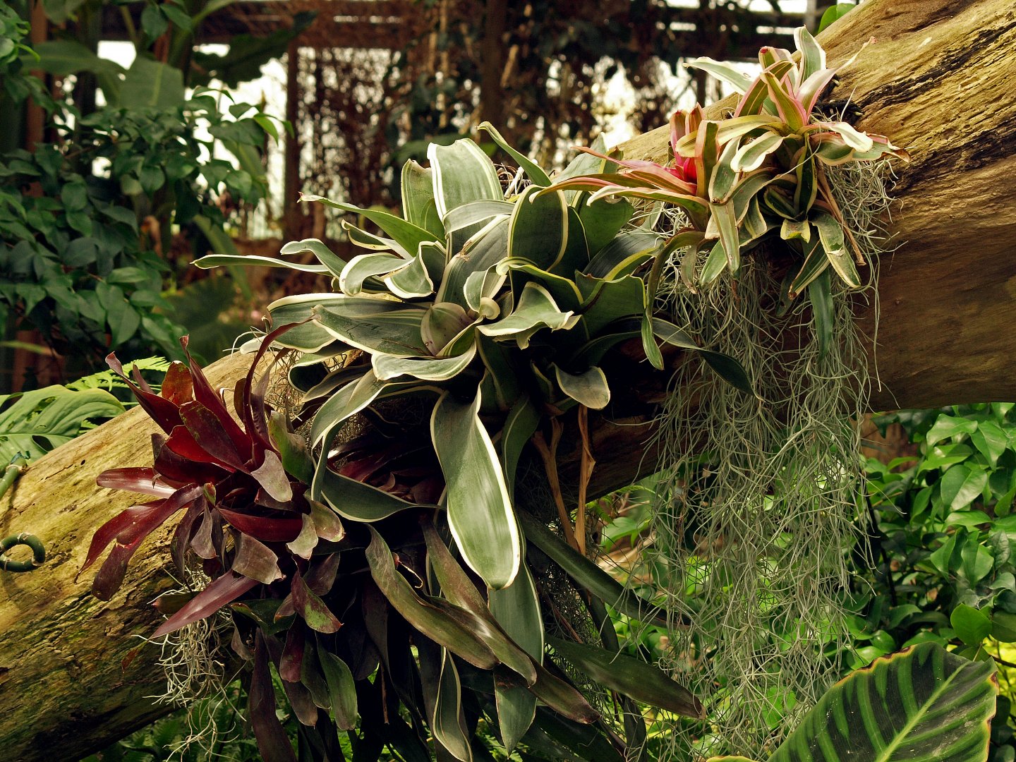 Bromeliads in entrace area