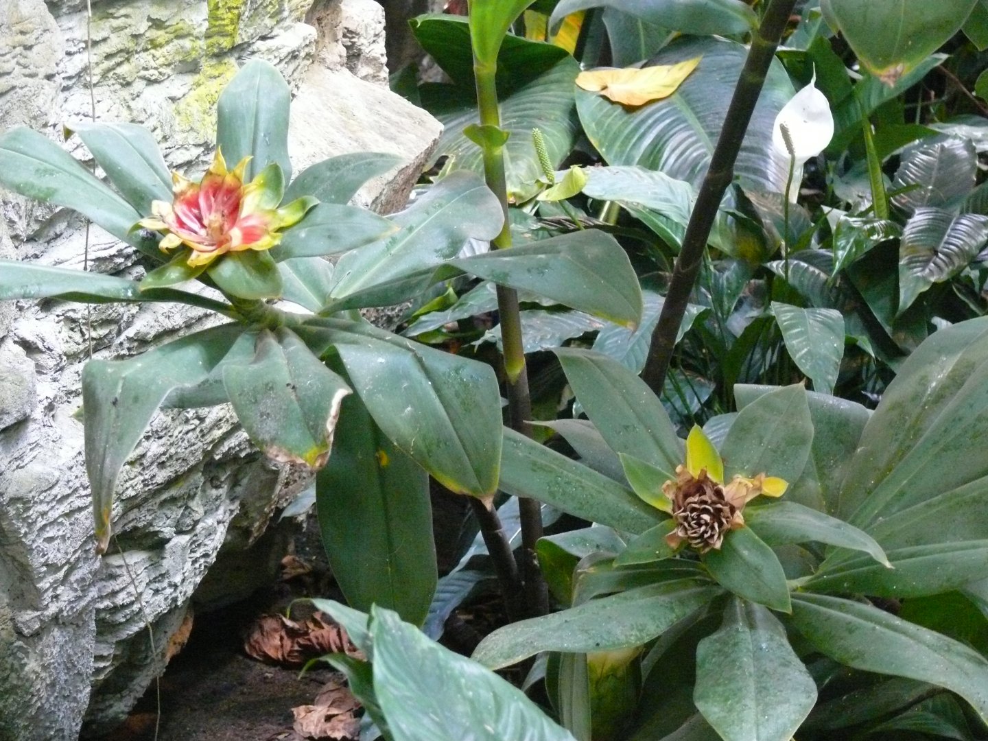 Bromeliads - reopening 31-08-2020