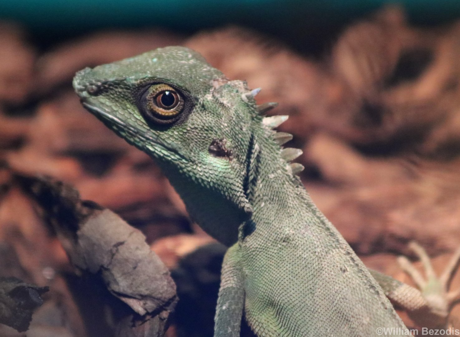 Bronchocela cristatella