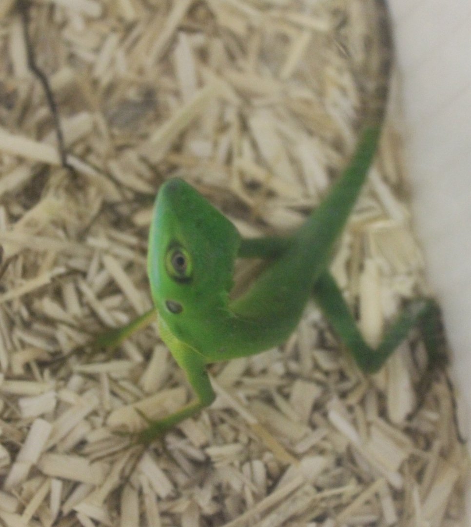 Bronchocela cristatella