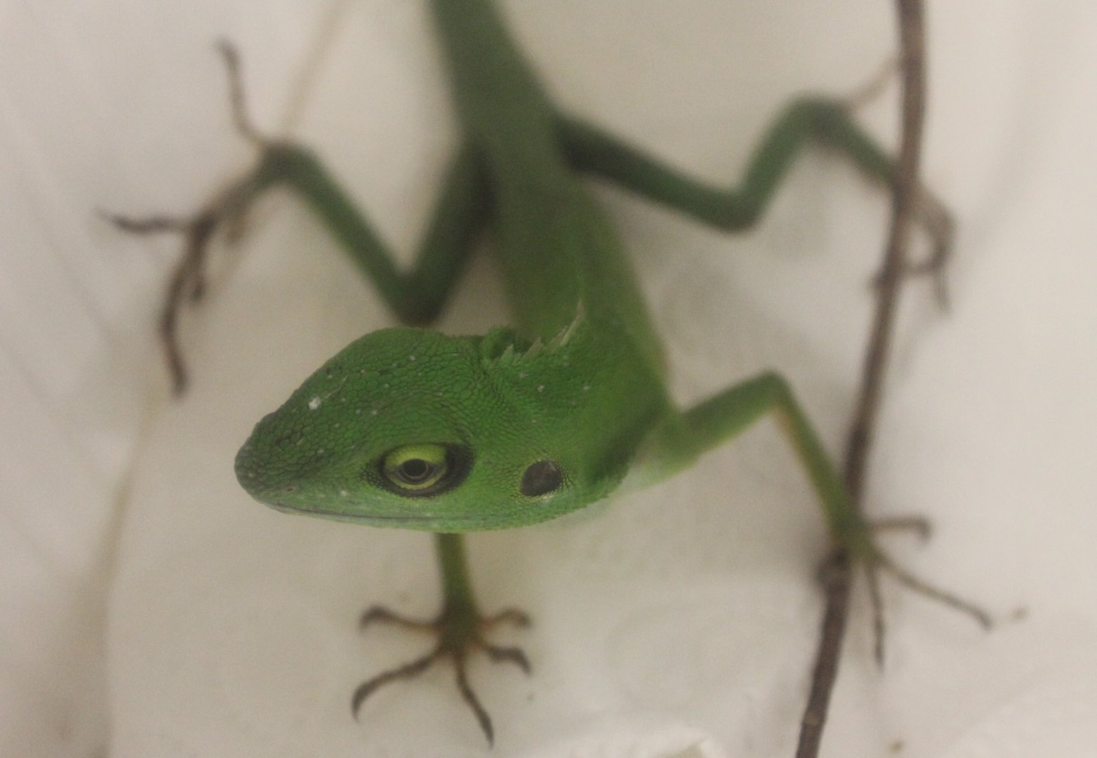 Bronchocela cristatella