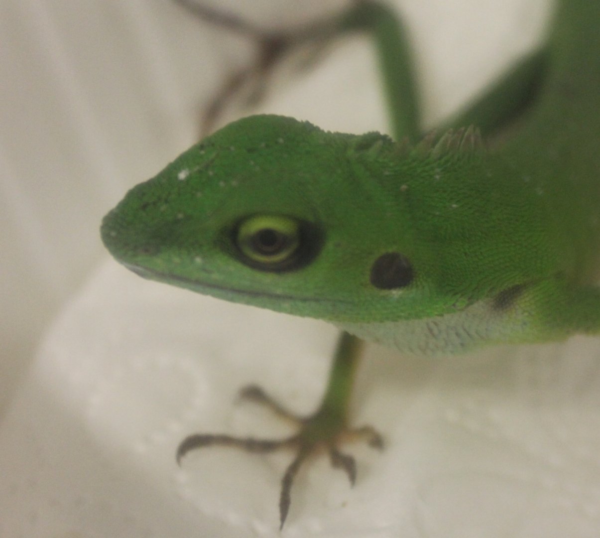 Bronchocela cristatella