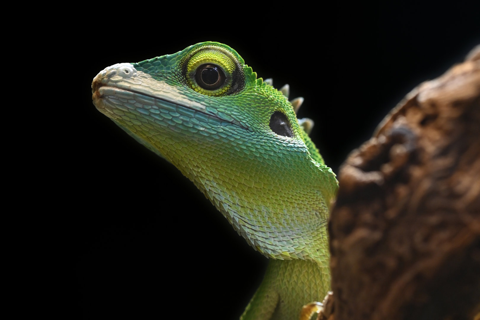 Bronchocela cristatella