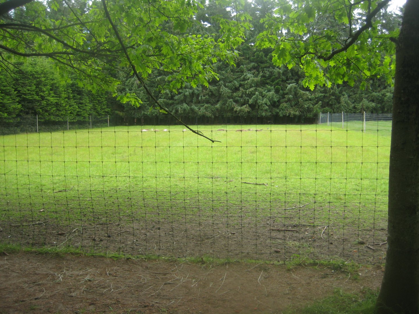 Brønderslev Psykiatripark - Fallow deer exhibit #2