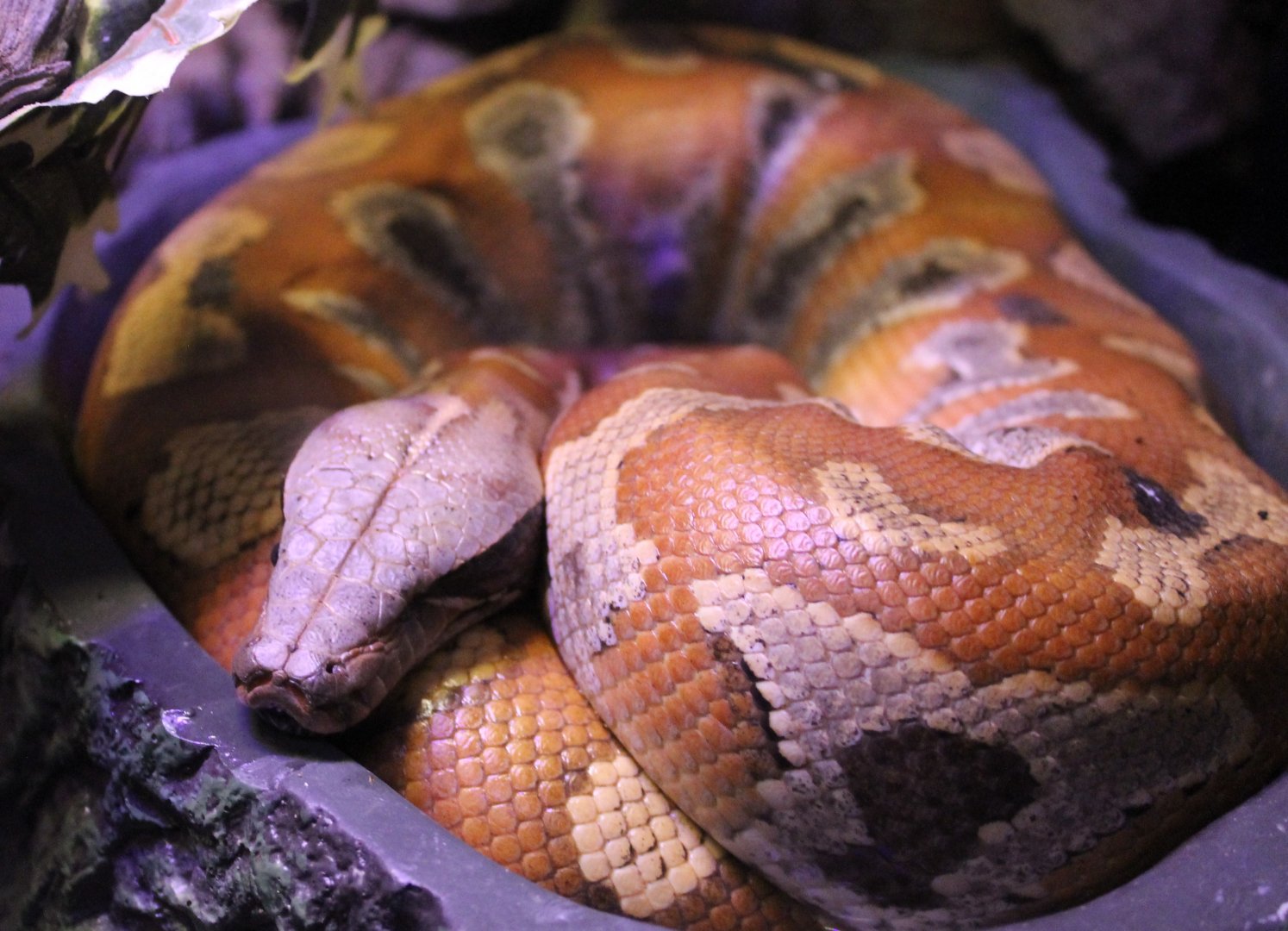 Brongersma blood python