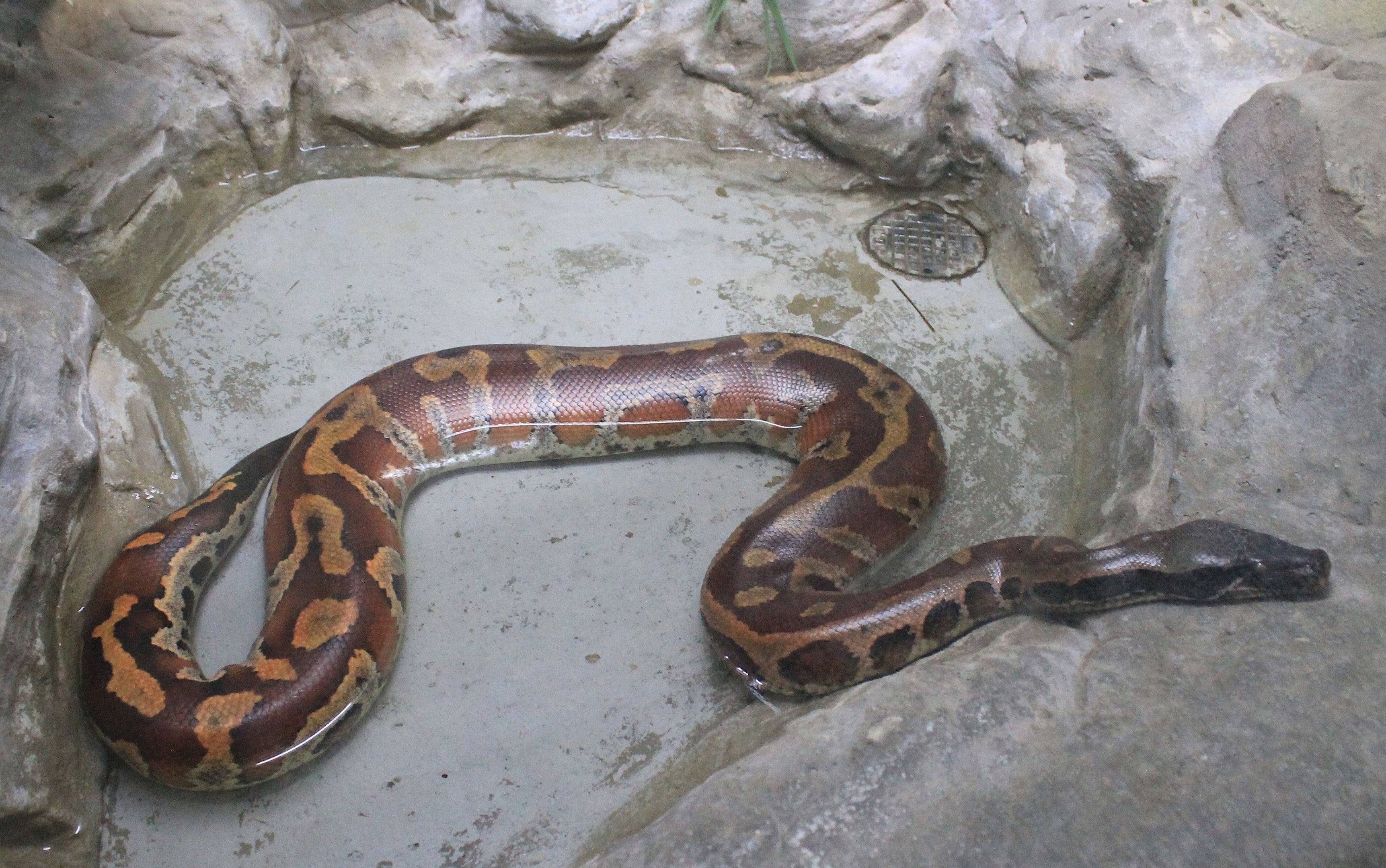 Brongersma's Blood Python (Python brongersmai)