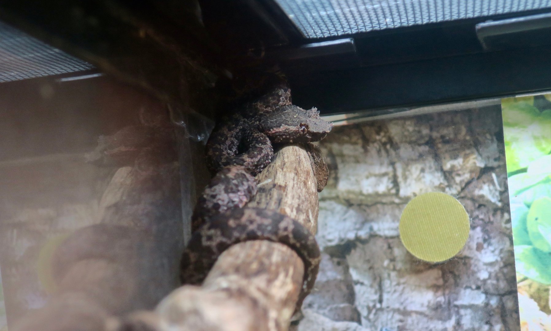 Brongersma's Pit Viper (Craspedocephalus brongersmai)