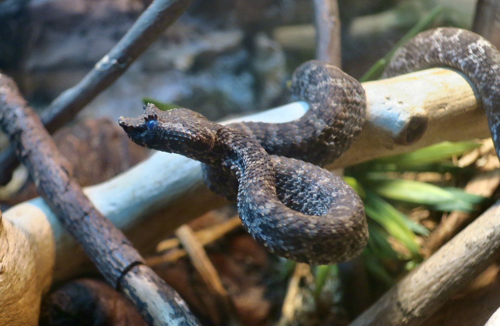 Brongersma's Pit Viper (Craspedocephalus brongersmai)