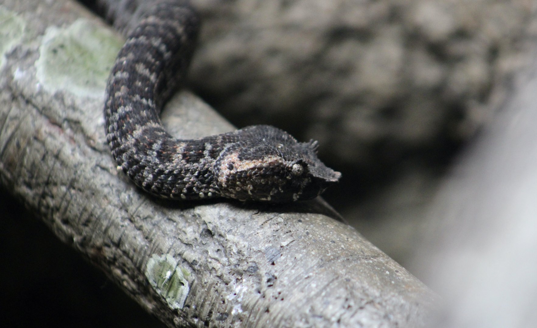 Brongersma's Pit Viper (Craspedocephalus brongersmai)