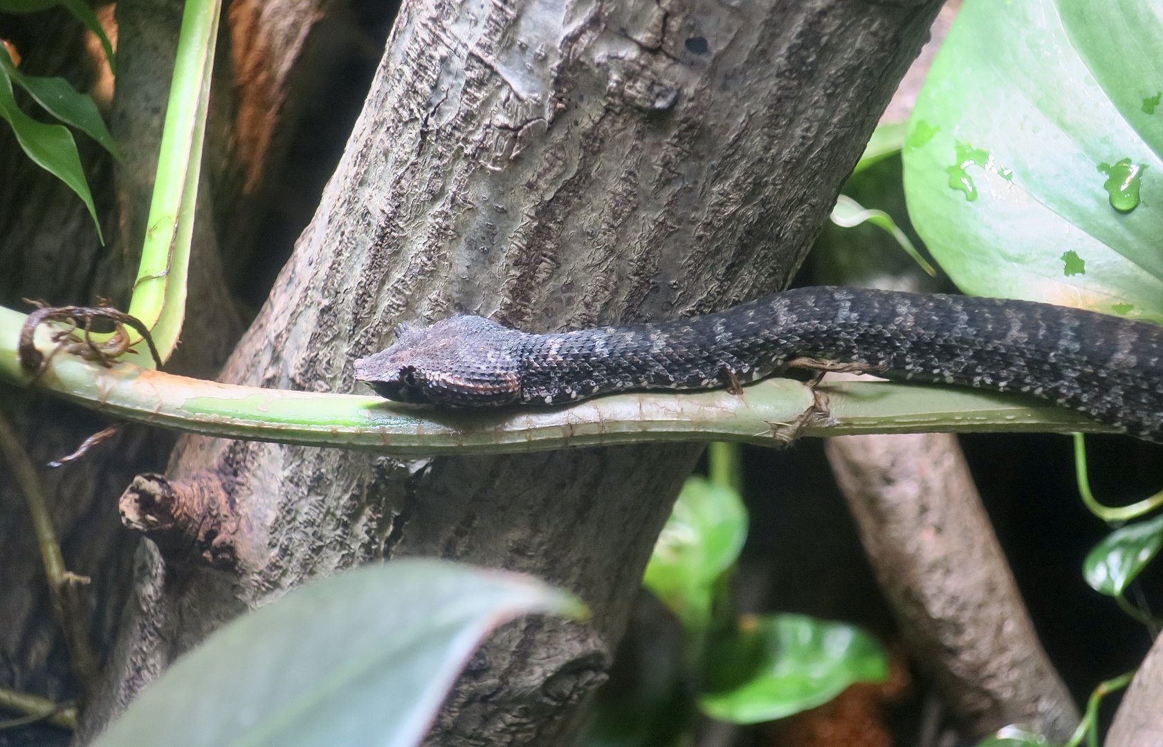 Brongersma's Pit Viper (Craspedocephalus brongersmai)