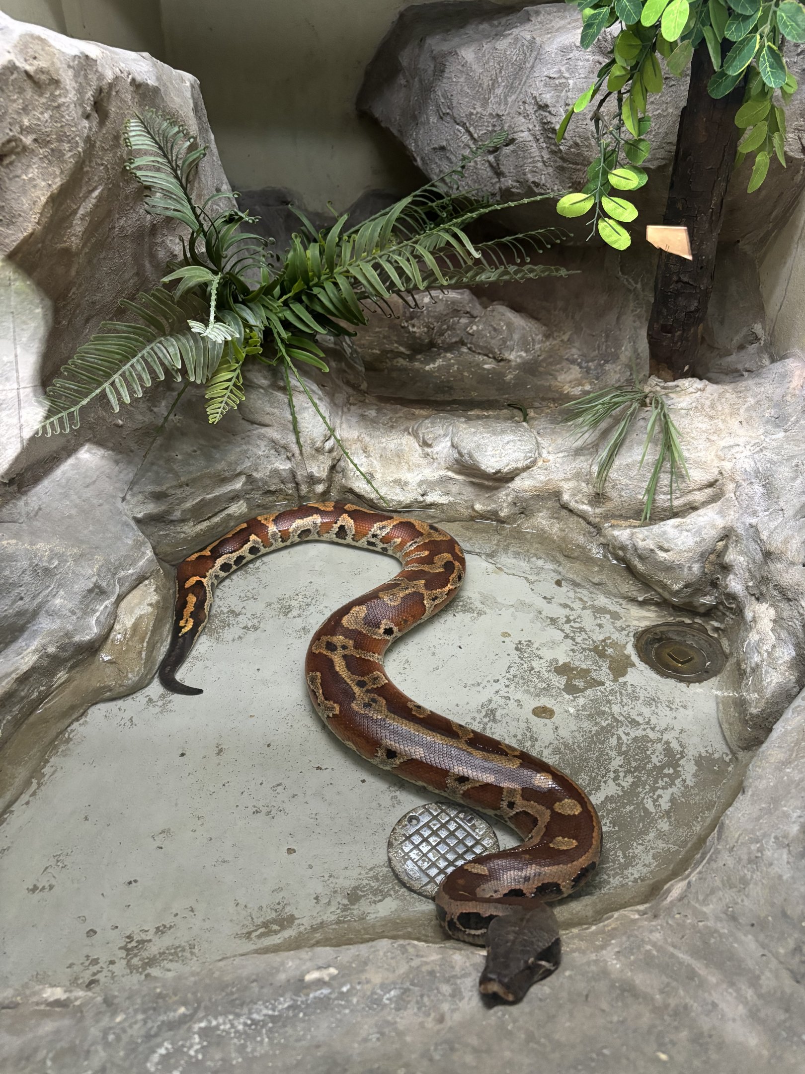Brongersma’s Python Exhibit