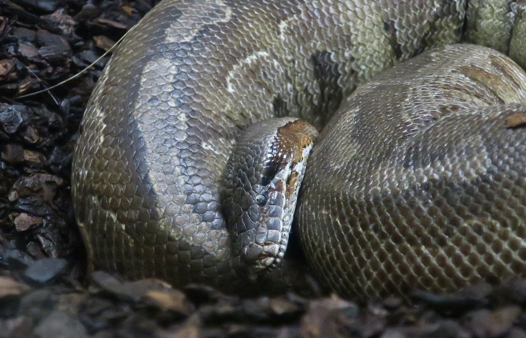 Brongersma's Short-Tailed Python (Python brongersmai)