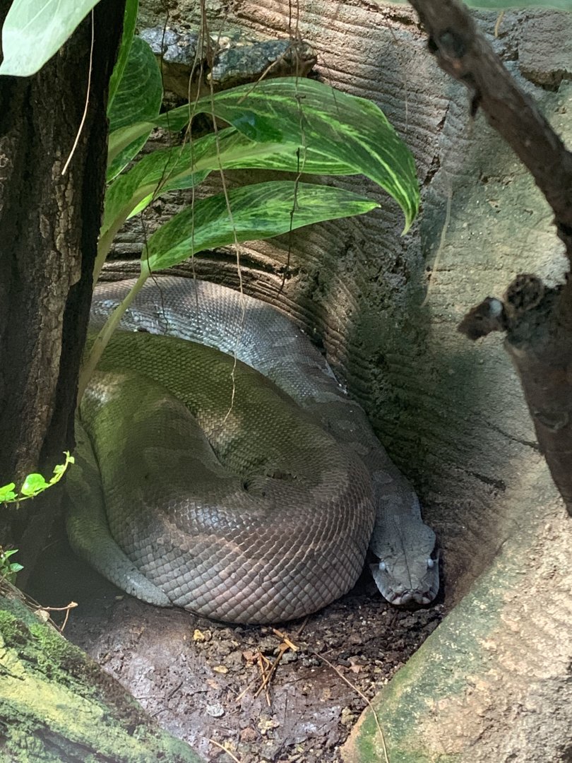 Brongersma's short-tailed python